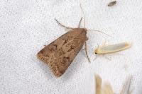 Agrotis bigramma