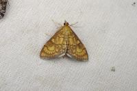 Anania verbascalis