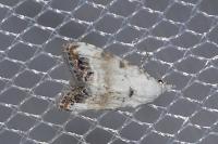 Nola infantula