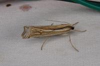 Ancylolomia tentaculella / disparalis