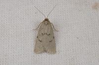 Apaidia mesogona