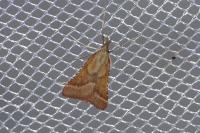 Synaphe punctalis