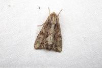Apamea monoglypha monoglypha