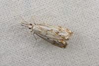 Catoptria falsella