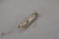Catoptria pinella