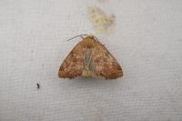 Cosmia trapezina