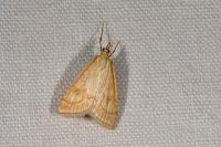 Udea lutealis