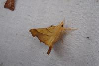 Ennomos fuscantaria