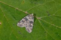 Bryophila domestica
