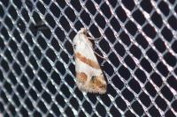 Eublemma candidana