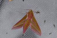 Deilephila elpenor