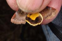 Noctua janthe