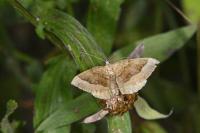 Idaea degeneraria