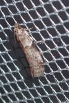Acrobasis