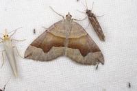 Scotopteryx angularia