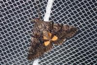 Catocala nymphagoga