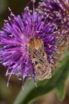 Chersotis oreina