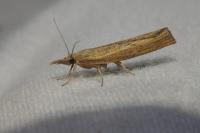 Pediasia contaminella
