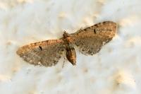 Eupithecia assimilata