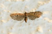 Eupithecia assimilata