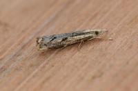 Agriphila geniculea