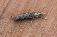 Agriphila geniculea