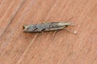 Agriphila geniculea