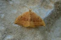 Watsonalla cultraria