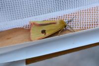 Diacrisia sannio