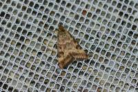 Pyrausta despicata