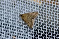 Pyrausta despicata