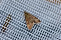Pyrausta despicata