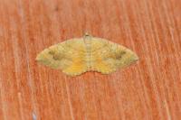 Camptogramma bilineata