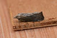 Galleria mellonella