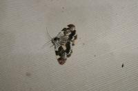 Acontia lucida