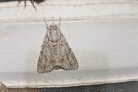 Acronicta aceris