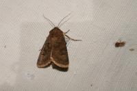 Agrotis bigramma