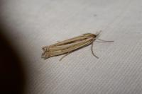 Ancylolomia tentaculella
