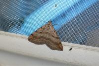 Aplocera efformata/plagiata