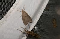 Apaidia mesogona