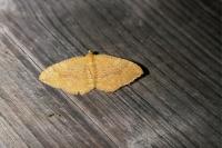 Camptogramma bilineata