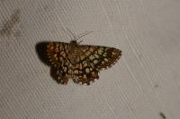 Chiasmia clathrata