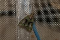 Cryphia algae