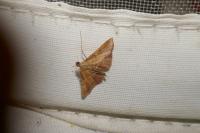 Endotricha flammealis