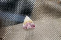 Eublemma purpurina