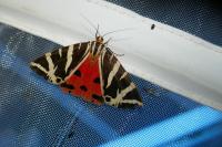 Euplagia quadripunctaria