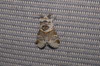 Furcula furcula