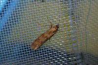 Homoeosoma sinuella