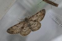 Hypomecis roboraria