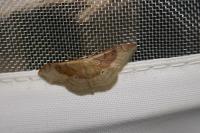 Idaea degeneraria
